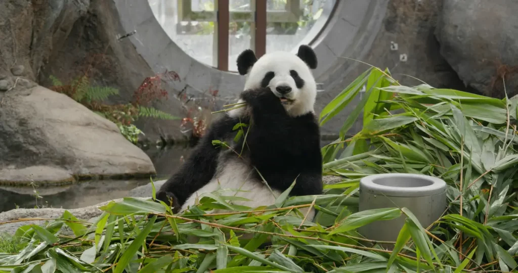 Panda-booking-madrid-zoo